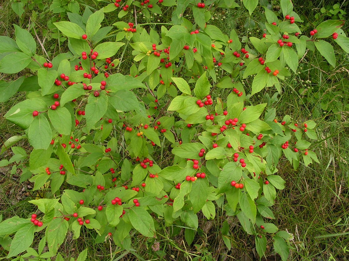 Image of Lonicera ruprechtiana specimen.