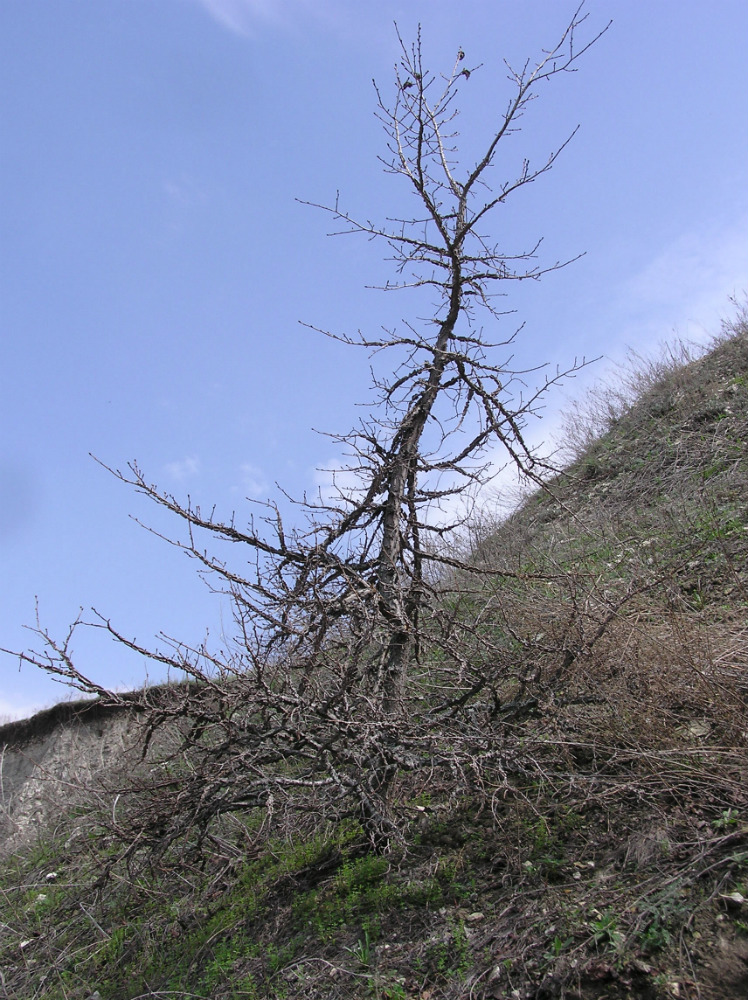 Image of Ulmus minor specimen.