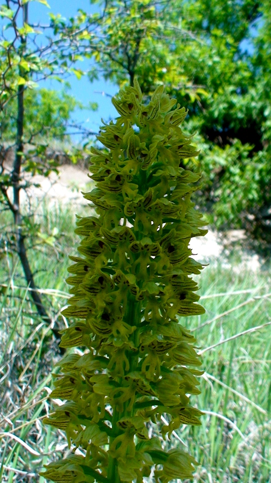 Image of Orchis punctulata specimen.