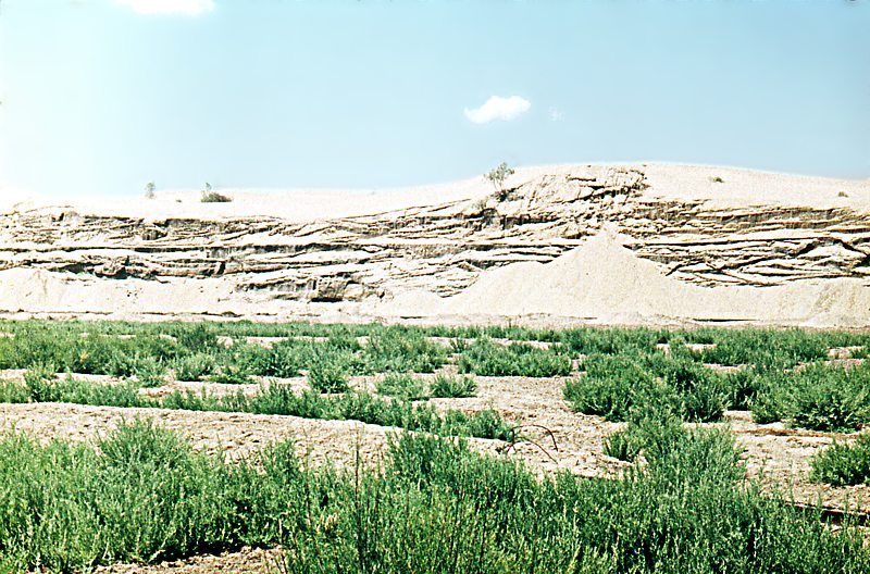 Image of genus Tamarix specimen.