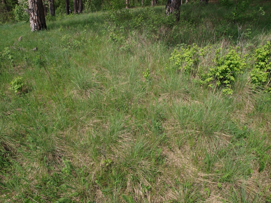 Изображение особи Stipa pennata.