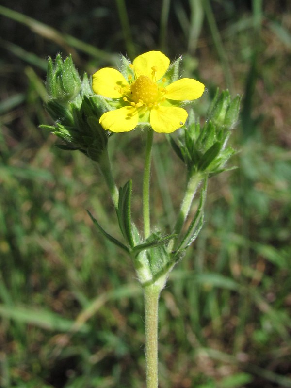 Изображение особи Potentilla recta.