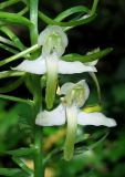 Platanthera &times; hybrida