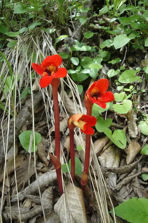 Image of Phelypaea coccinea specimen.