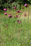 Dianthus capitatus. Цветущие растения. Крым, предгорья, окр. с. Партизаны. 10 июня 2012 г.