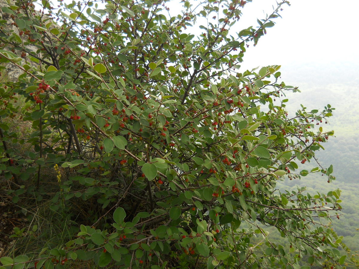 Image of Cotoneaster integerrimus specimen.