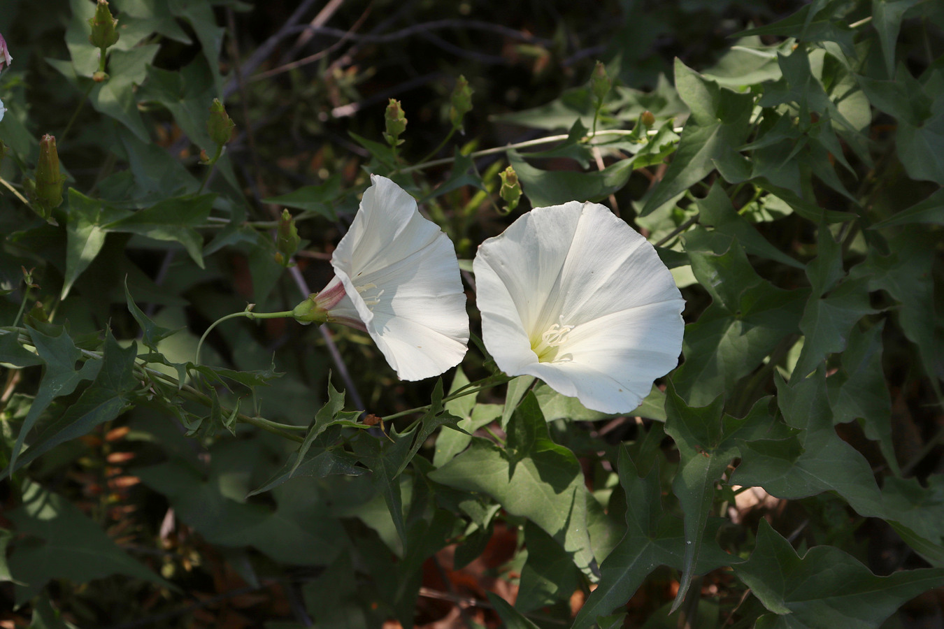 Изображение особи Convolvulus scammonia.