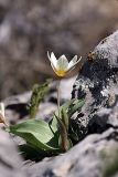 Tulipa berkariensis. Цветущее растение. Южный Казахстан, горы Каракус. 03.04.2012.