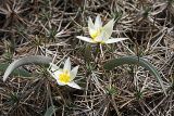 Tulipa turkestanica