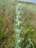 Sedobassia sedoides