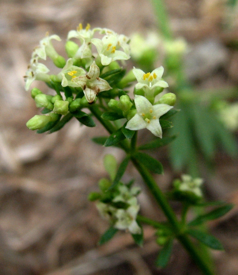 Image of Galium humifusum specimen.