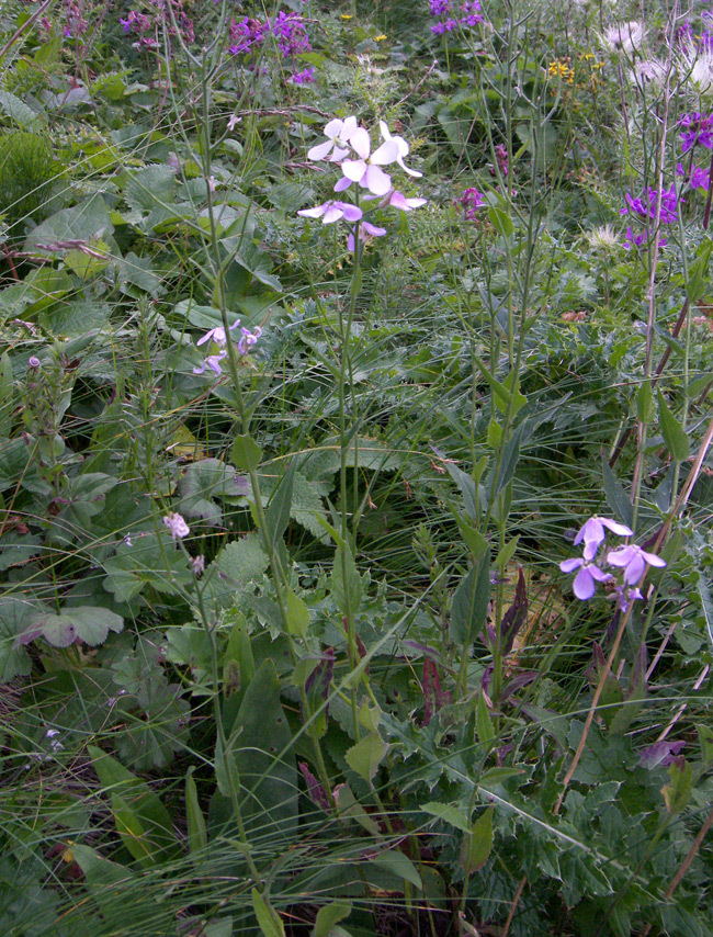Изображение особи Hesperis voronovii.