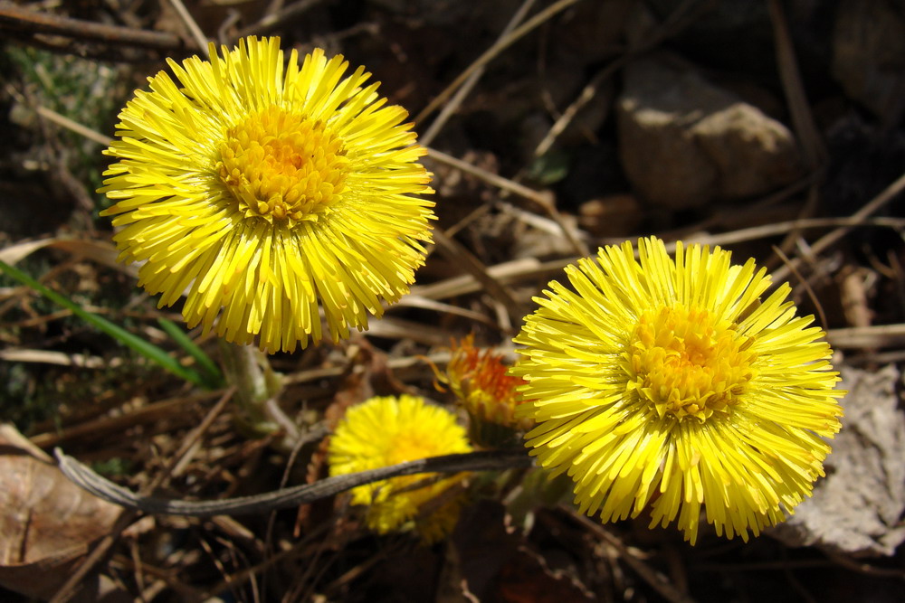 Изображение особи Tussilago farfara.