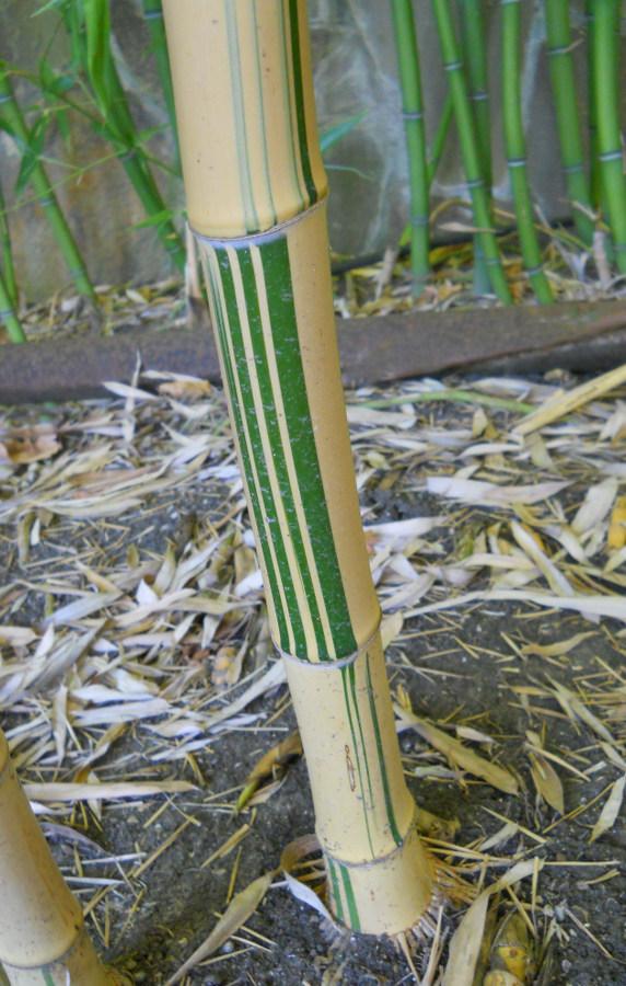 Изображение особи Phyllostachys aureosulcata.