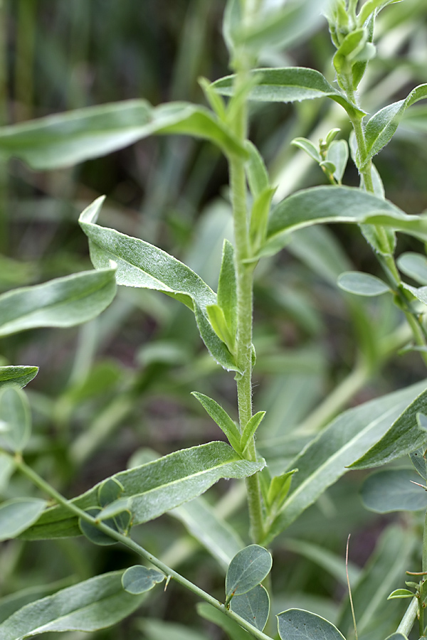 Изображение особи Inula britannica.