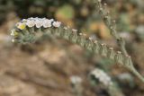 Heliotropium hirsutissimum. Часть соцветия. Греция. о. Родос, гора Монте-Смит, обочина шоссе. 26.07.2012.