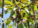 Malus domestica ssp. cerasifera