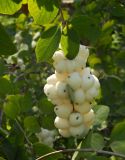 Symphoricarpos variety laevigatus