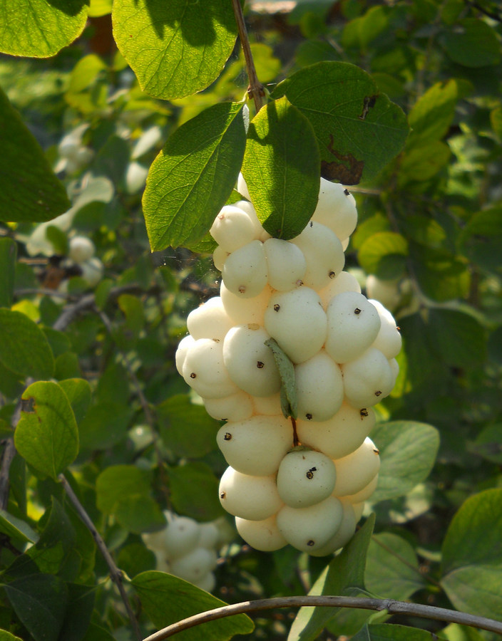 Image of Symphoricarpos albus var. laevigatus specimen.