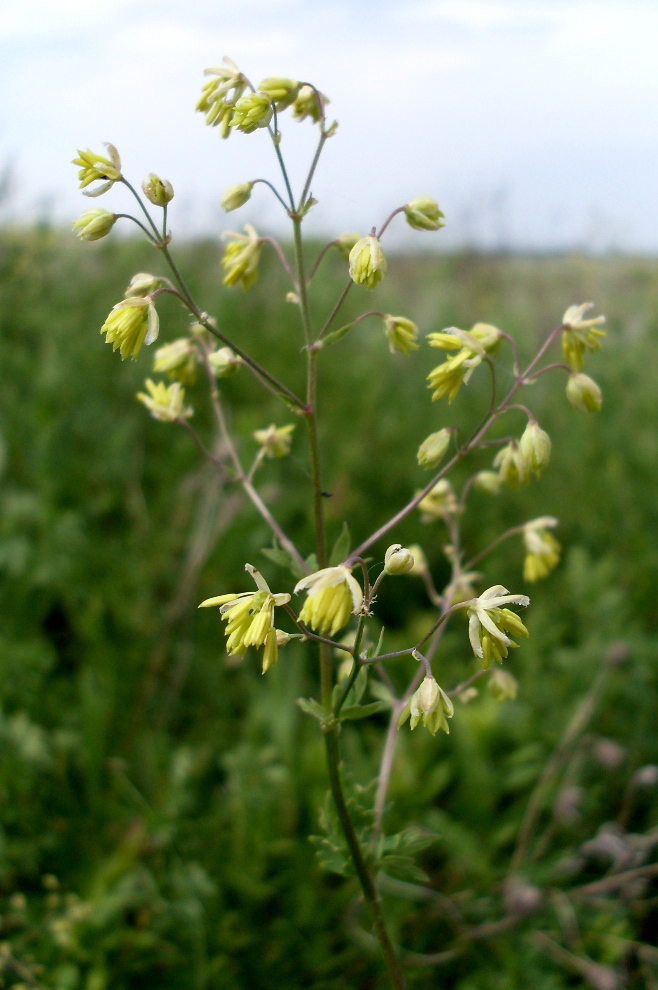 Image of Thalictrum minus specimen.
