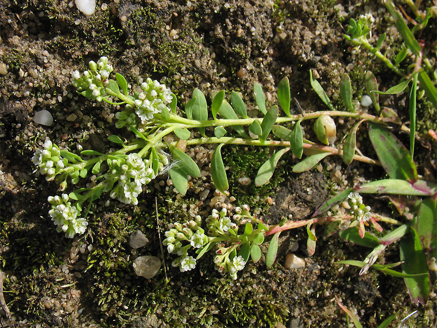 Image of Corrigiola litoralis specimen.