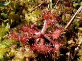 Drosera rotundifolia