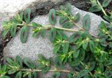 Euphorbia maculata. Побеги с соцветиями. Венгрия, г. Будапешт, набережная Дуная. 01.09.2012.