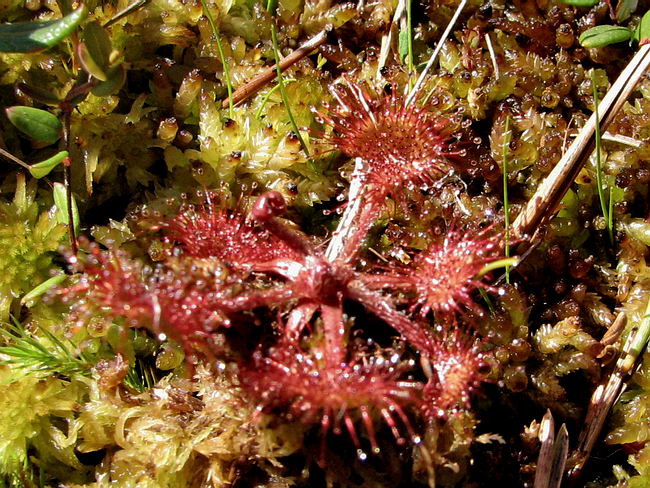 Изображение особи Drosera rotundifolia.