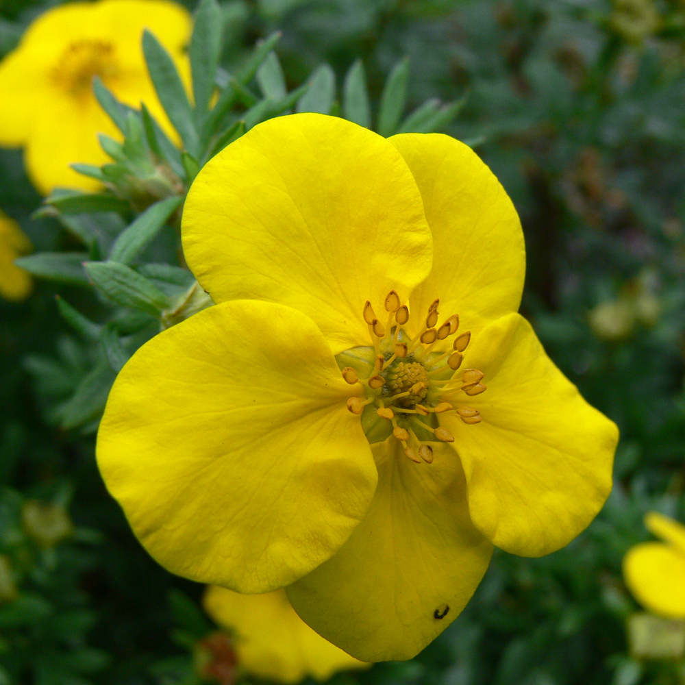 Изображение особи Dasiphora fruticosa.