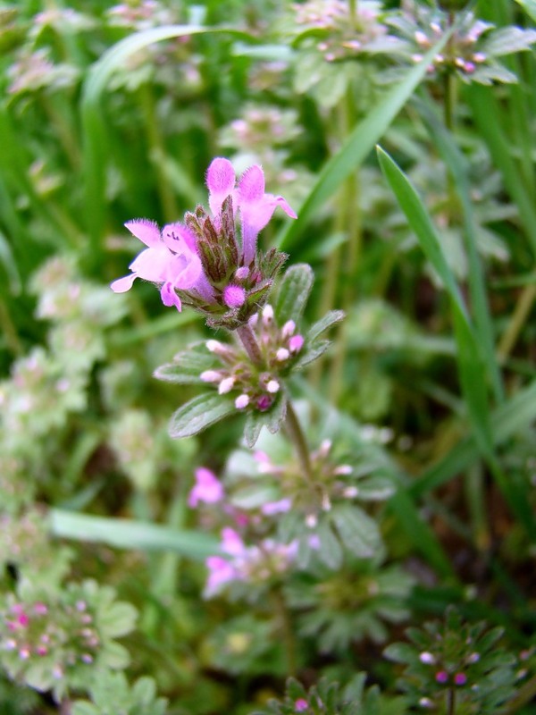 Image of Lamium amplexicaule var. orientale specimen.