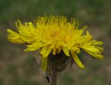 genus Taraxacum