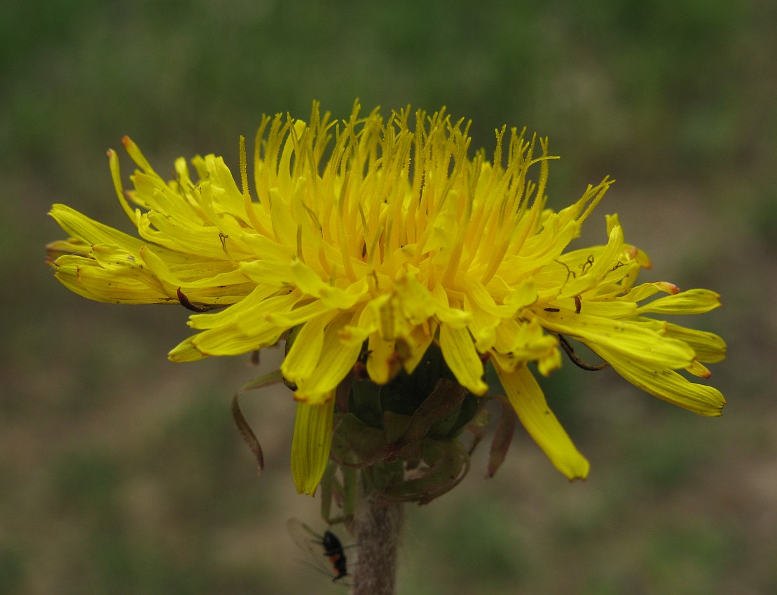 Изображение особи род Taraxacum.