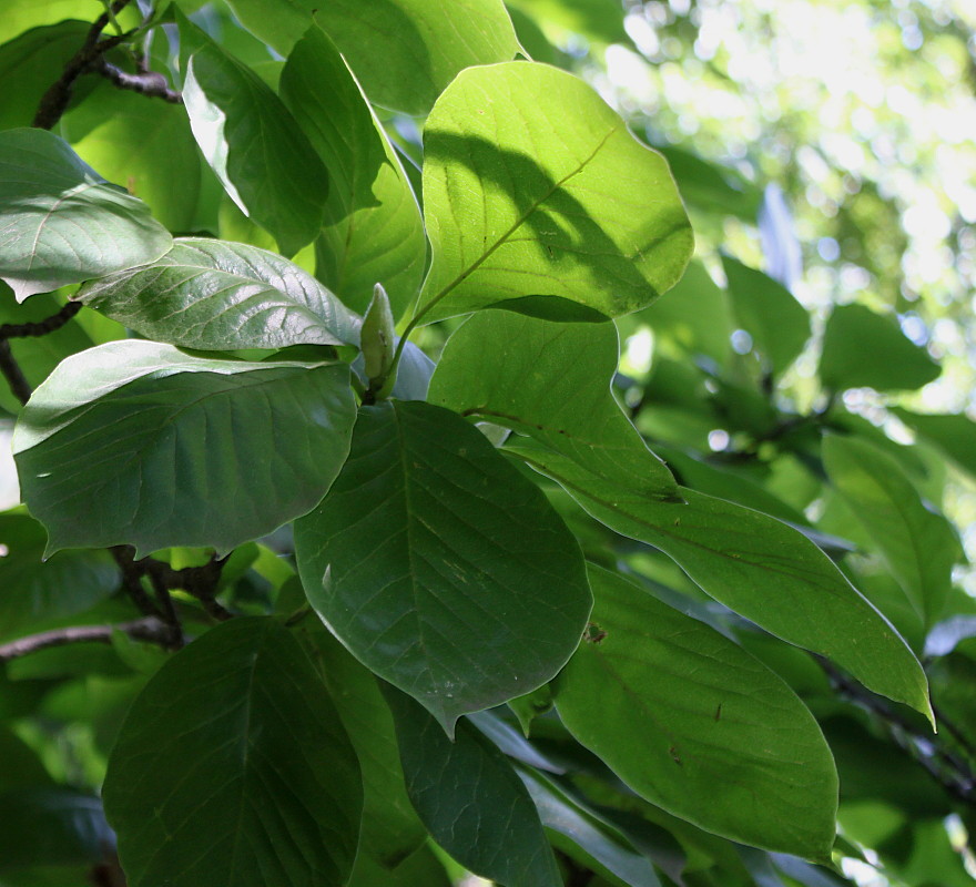 Image of Magnolia &times; soulangeana specimen.