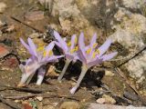 Colchicum stevenii. Цветущие растения. Israel, Mount Carmel. 06.11.2009.