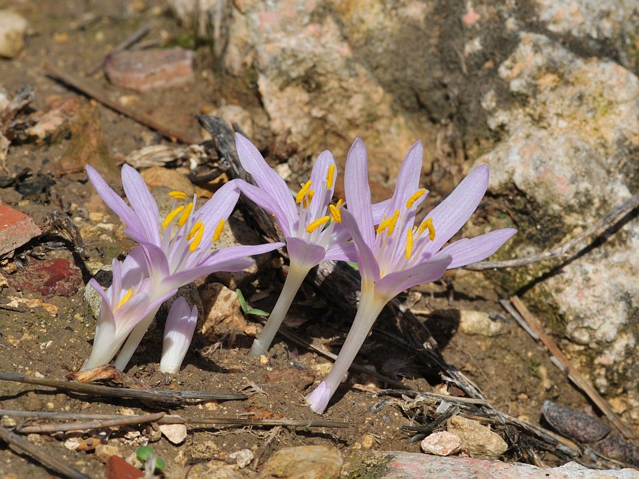 Изображение особи Colchicum stevenii.