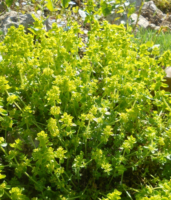 Image of Cruciata laevipes specimen.