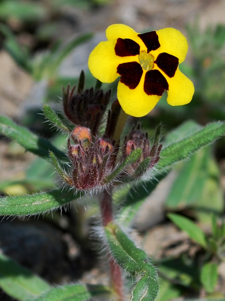 Изображение особи Arnebia coerulea.