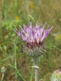 Jurinea pseudocyanoides