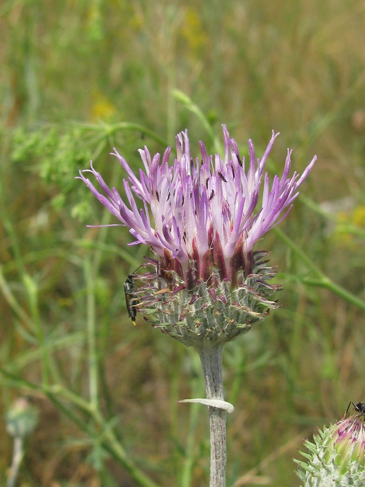 Image of Jurinea pseudocyanoides specimen.