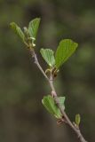 Alnus glutinosa. Ветвь с молодыми листьями. Санкт-Петербург, Старый Петергоф, парк \"Сергиевка\". 10.05.2009.