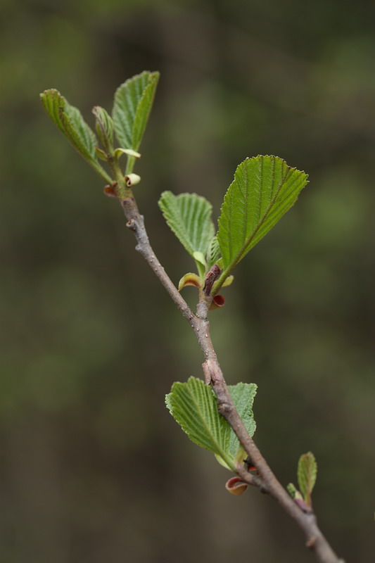 Image of Alnus glutinosa specimen.