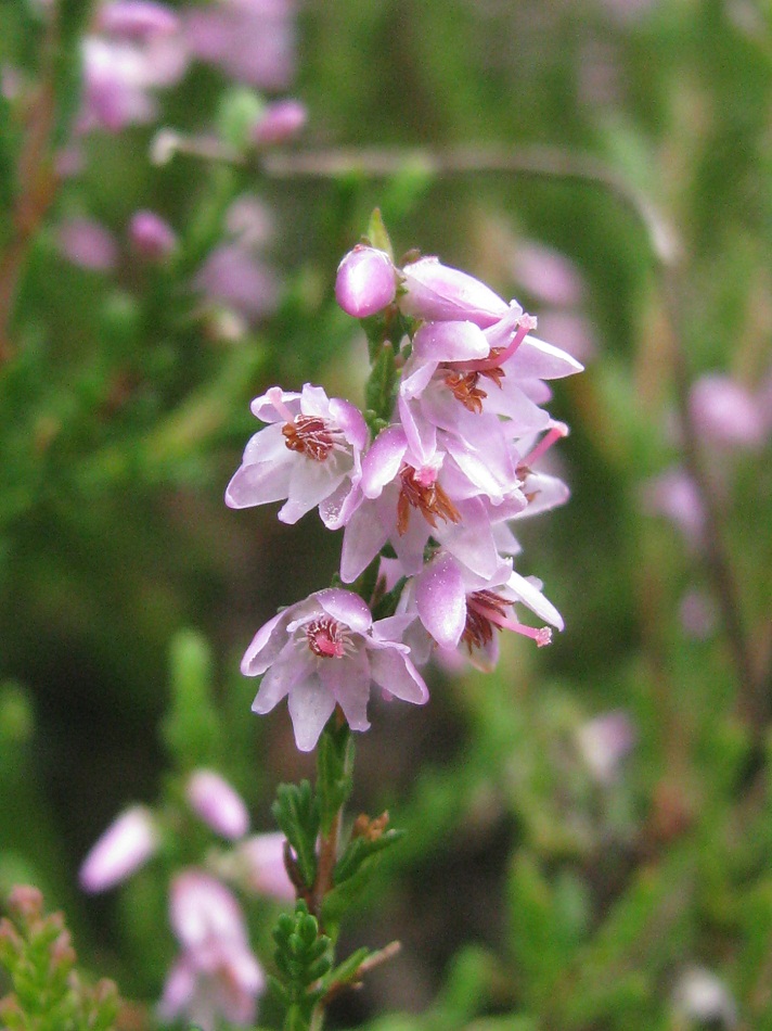 Image of Calluna vulgaris specimen.