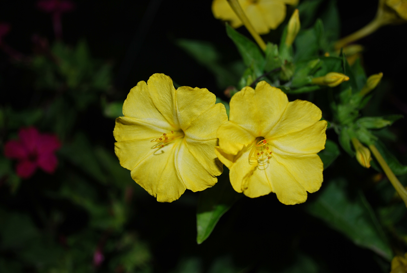 Изображение особи Mirabilis jalapa.