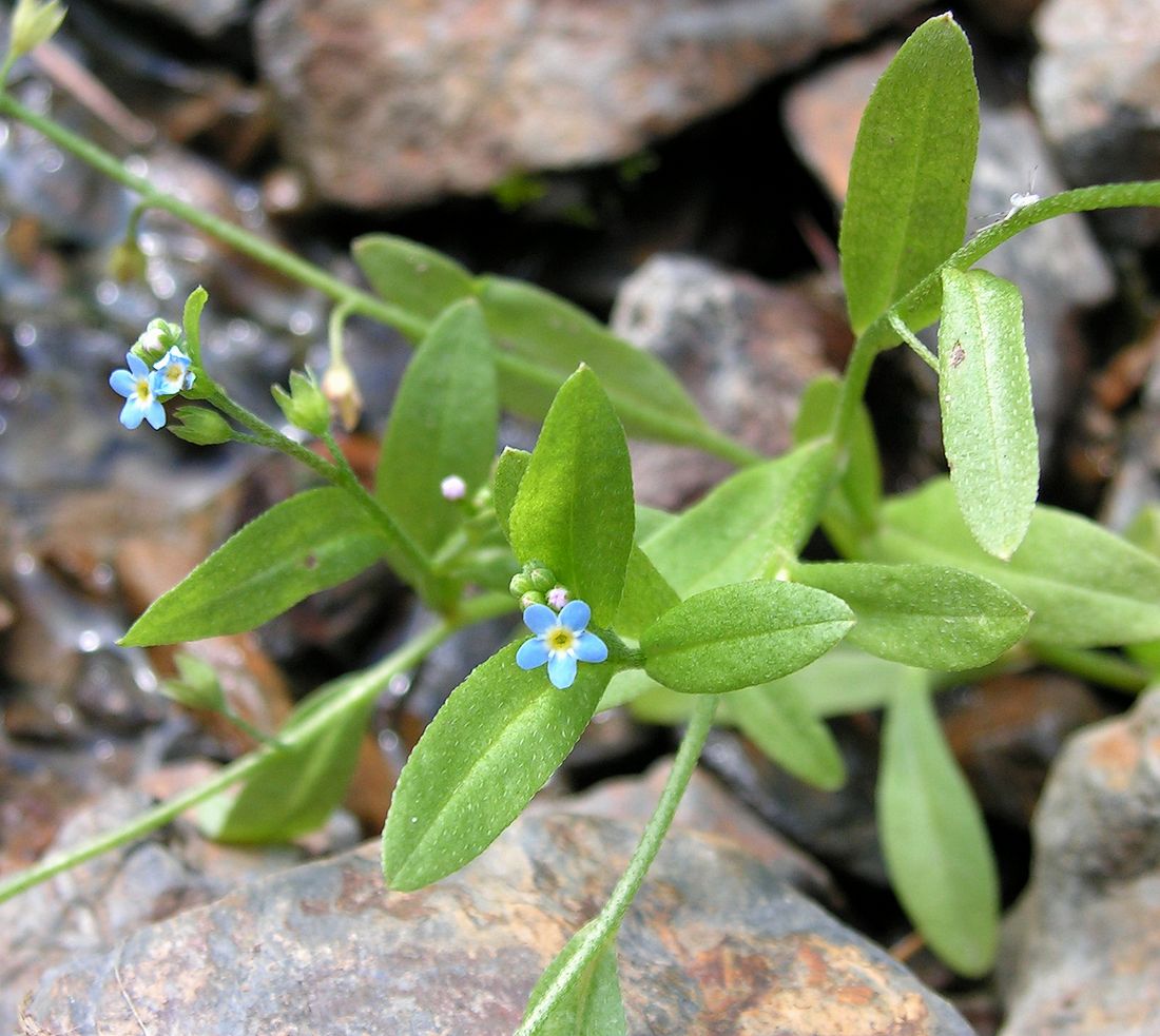 Image of Myosotis cespitosa specimen.