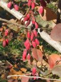 Berberis vulgaris