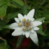 Image of taxon representative. Author is Галина Горьева