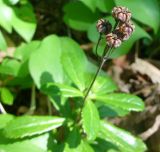 Chimaphila umbellata