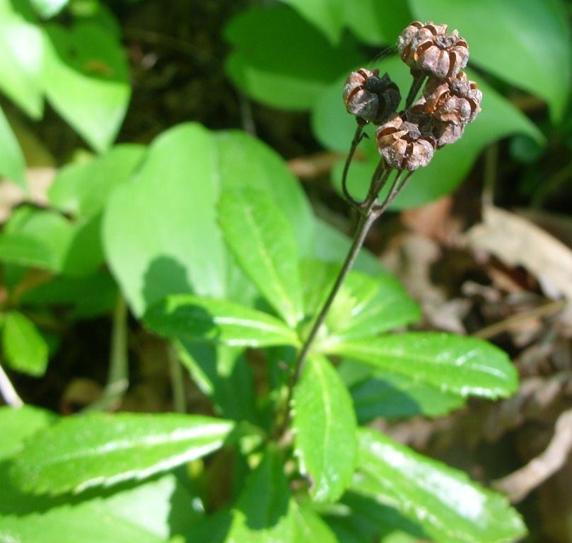 Изображение особи Chimaphila umbellata.
