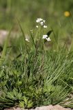 Cardamine amara