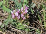Astragalus megalanthus